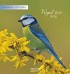 Vögel 2012 Postkartenkalender