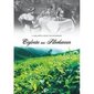 Ceylontee aus Silberkannen